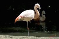Cjp_2009_07_14_134656 (1).jpg